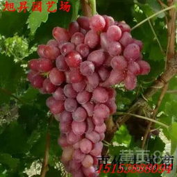 揭秘葡萄种植秘籍：如何打造高品质葡萄园？