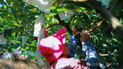 揭秘释迦果种植技术：如何打造高产高效果园？