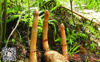 揭秘天麻种植奥秘：如何培育出高品质的天麻？