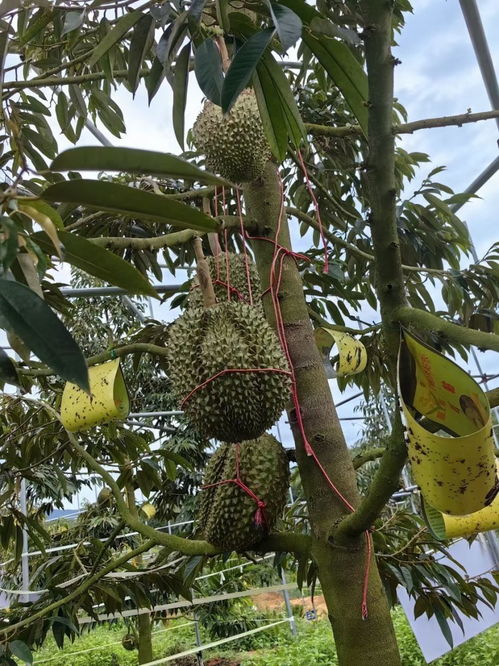 《榴莲种植秘籍：揭秘热带水果王者的种植之道》