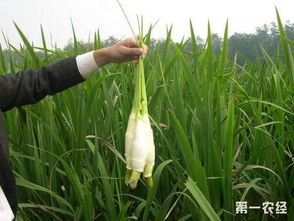 揭秘茭白高效栽培技术，助力农业增收新篇章