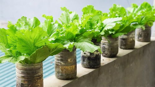 阳台蔬菜种植，打造都市绿色小菜园——揭秘高效种植技巧