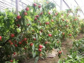 《油桃种植攻略：技术与管理的全方位揭秘》