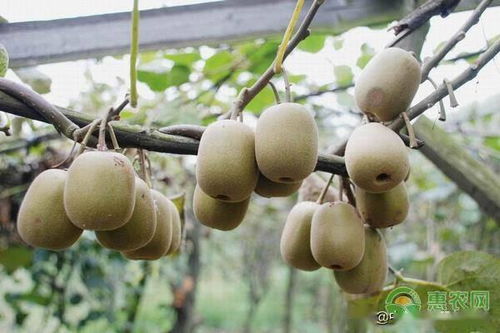 揭秘自然之果——野生猕猴桃种植技术全解析