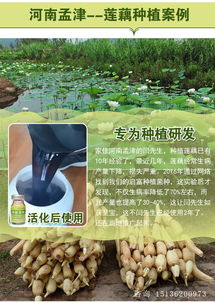 揭秘莲藕种植秘诀：如何培育出高品质的自然之宝？