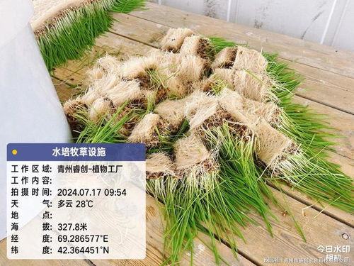 《牧草种植技术大全：揭秘高效牧草生产的秘密武器》