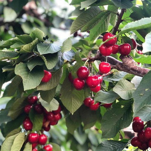 美早樱桃种植技术揭秘：如何打造高品质果实？