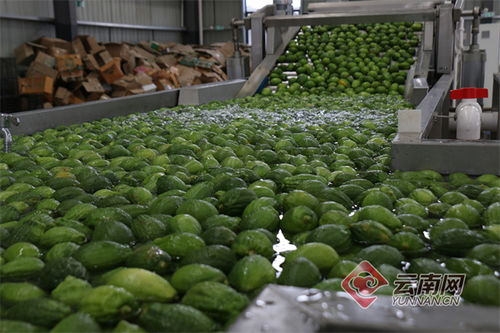 揭秘柠檬种植技术：如何让金果累累丰收在望？