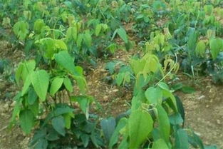 八月瓜种植技术揭秘：如何培育出高产、优质的八月瓜？