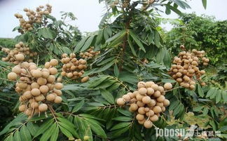 龙眼种植新篇章：揭秘高效益的栽培秘诀