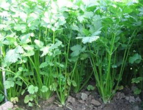 《冬季香菜种植攻略：如何在寒冷季节培育出鲜嫩香菜？》