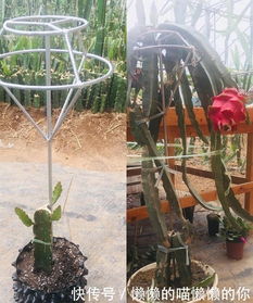 《盆栽火龙果：家庭园艺新宠，种植技术全攻略揭秘！》