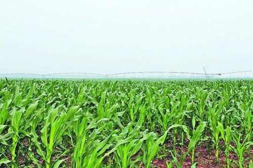 春玉米种植技术解析：如何提高产量，打造丰收季节？