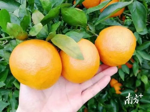 贡柑种植新篇章：揭秘贡柑高效栽培技术