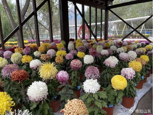 揭秘菊花种植技术：如何让“花中皇后”绽放更多姿彩？