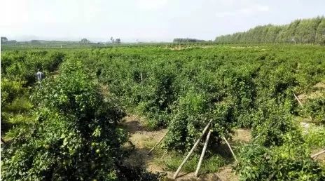 揭秘不知火种植技术：如何让火龙果焕发“青春”？