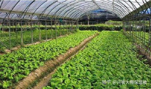 揭秘蔬菜种植技术大全：让绿色田园焕发勃勃生机