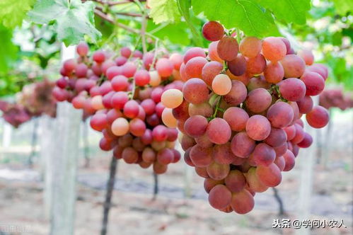红提葡萄种植技术揭秘：如何打造优质果实？
