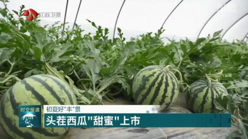 揭秘美都西瓜种植技术：如何培育出高品质的甜蜜果实？