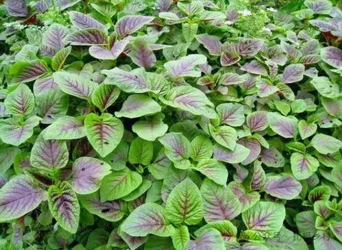 揭秘苋菜种植奥秘：高效益的绿色农业新选择