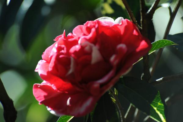 《茶花种植新篇章：揭秘高效种植技术，助力茶花产业发展》