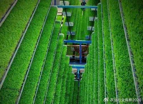 《农业科技种植技术网：揭秘现代农业的秘密武器，如何提升粮食产量与品质？》