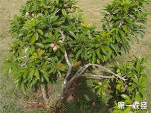 《揭秘人心果种植秘籍：如何培育出高品质的心人果？》