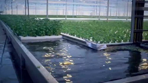 《以色列：揭秘现代农业中的蔬菜种植奇迹》