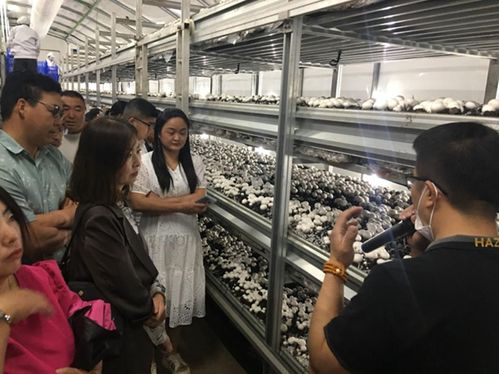 揭秘食用菌种植技术培训学校：开启绿色农业新篇章
