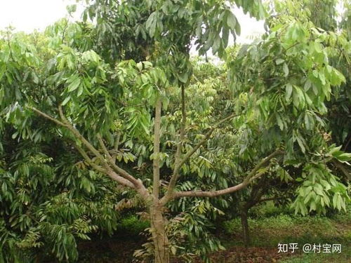 龙眼树种植：揭秘高效管理之道，助您丰收在望