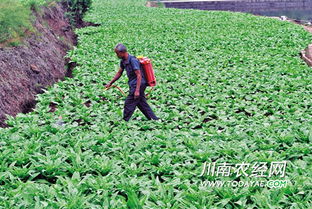 揭秘露地蔬菜种植技术大全：让丰收不再是难题！