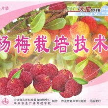 《东魁杨梅种植技术揭秘：揭秘高效种植秘诀，让果实丰盈甘甜！》
