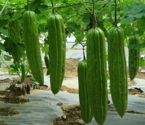 苦瓜种植，绿色健康的财富之路——揭秘高效种植与管理技巧