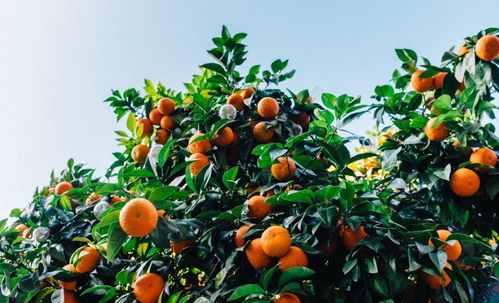 柑橘种植新篇章：揭秘高效自然栽培技术