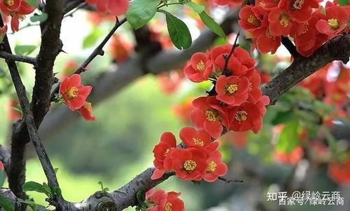 海棠树种植攻略：如何在您的庭院中培育出绚烂花朵？
