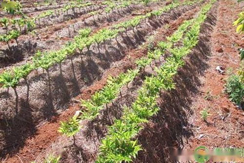 魔芋种植新篇章：揭秘高效种植技术与亩产量突破