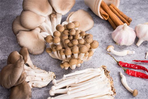 《揭秘凤尾菇种植奥秘：高效培育，市场前景广阔！》