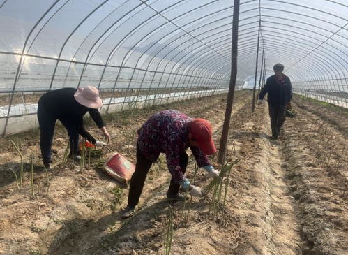 芦笋种植，开启绿色财富之门——揭秘高效栽培技术