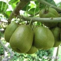 《猕猴桃种植技术大全：揭秘高产量高品质的秘密武器》