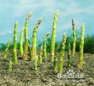 芦笋种植：揭秘高效益的秘密武器