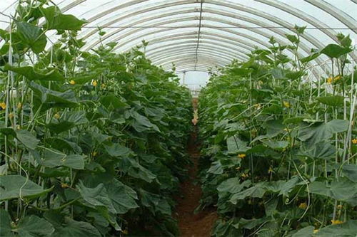 大棚疏菜种植技术大全：揭秘高效益的秘密武器