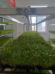 大棚芽苗菜种植技术揭秘：绿色农业新趋势