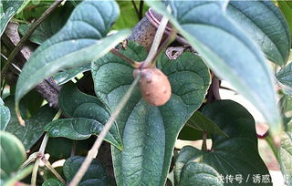 《山药豆种植新篇章：揭秘高效种植技术，提升产量与品质》