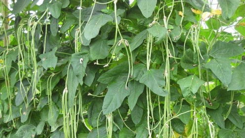 《广豆根种植技术揭秘：如何提高产量与品质？》