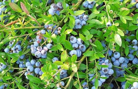 蓝莓种植技术大全：揭秘高效产果的秘密武器
