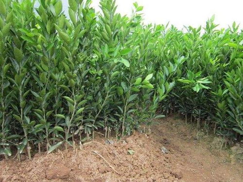 春见种植技术揭秘：如何让您的果园春意盎然？