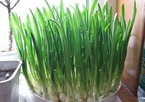 红根蒜苗种植技术揭秘：如何打造高品质绿色蔬菜？