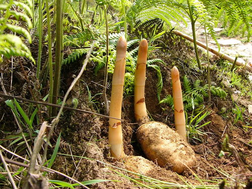 探索自然奇迹：野生天麻种植技术揭秘
