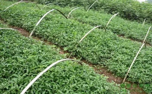 揭秘青花椒种植之谜：如何打造高品质的“麻辣”之宝？