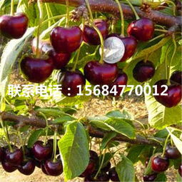 南方樱桃种植新技术的革新之路：揭秘高效益的秘密武器